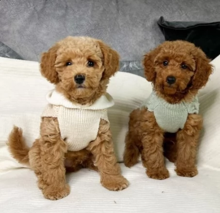 due barboncino toy cuccioli