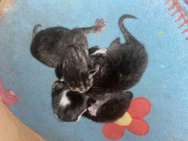 ho 4 gattini a pelo lungo  nati il 6 aprile da dare in adozione scrivetemi in whatsapp al 3470538813 | Foto 2