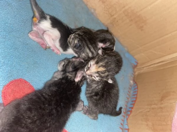 ho 4 gattini a pelo lungo  nati il 6 aprile da dare in adozione scrivetemi in whatsapp al 3470538813 | Foto 1
