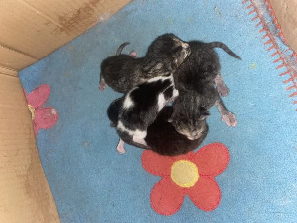 ho 4 gattini a pelo lungo  nati il 6 aprile da dare in adozione scrivetemi in whatsapp al 3470538813 | Foto 0