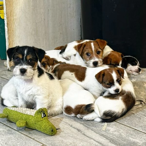 Disponibili cuccioli di Jack russell altissima genealogia | Foto 1