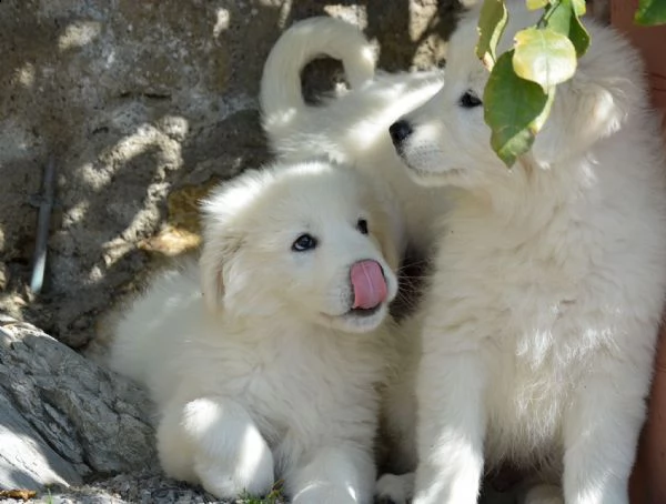 splendidi cuccioli di pastore maremmano abruzzese | Foto 5