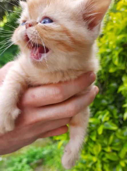 gatti exotic shorthair in vendita | Foto 5