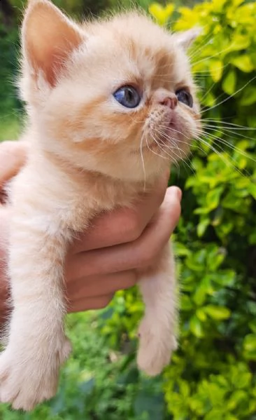 gatti exotic shorthair in vendita | Foto 2