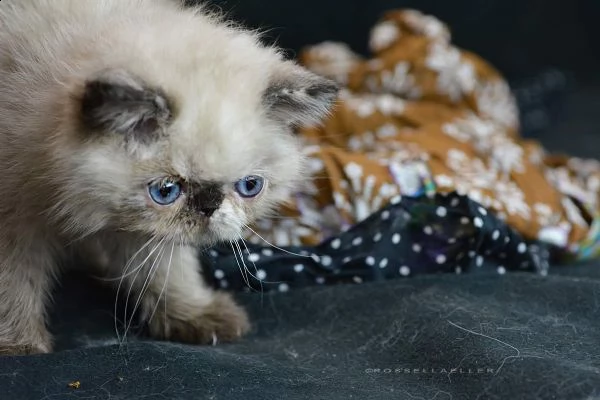 gatti exotic shorthair in vendita | Foto 1