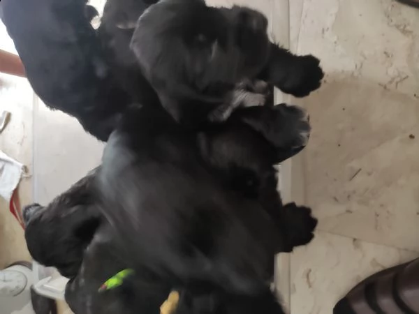 splendidi cuccioli di cocker spaniel  | Foto 3