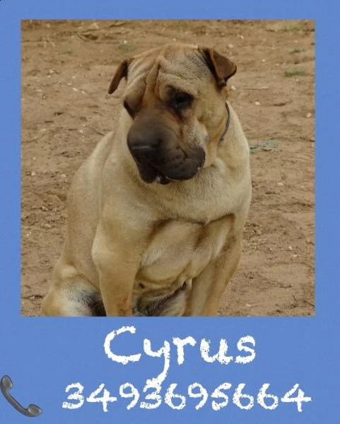 cyrus shar pei 6 anni | Foto 2
