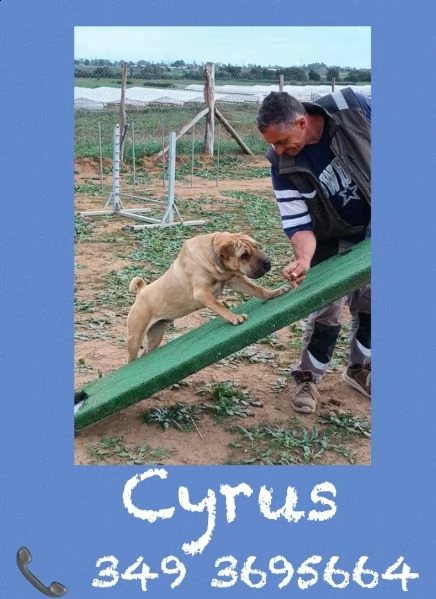 cyrus shar pei 6 anni | Foto 1