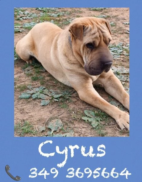 cyrus shar pei 6 anni