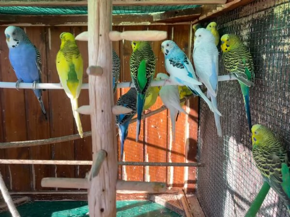 cocorite papagali varie colorimaschifemmine | Foto 6
