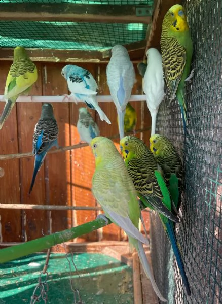 cocorite papagali varie colorimaschifemmine | Foto 0