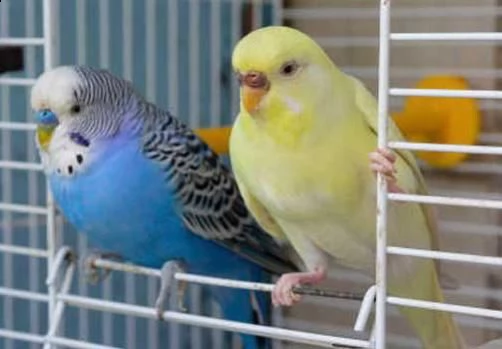 cocorite papagali vari colori maschifemmine  | Foto 3