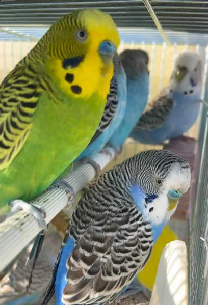 cocorite papagali vari colori maschifemmine  | Foto 2