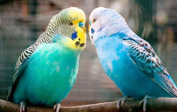 cocorite papagali vari colori maschifemmine 