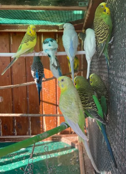 cocorite papagali vari colori maschifemmine  | Foto 1