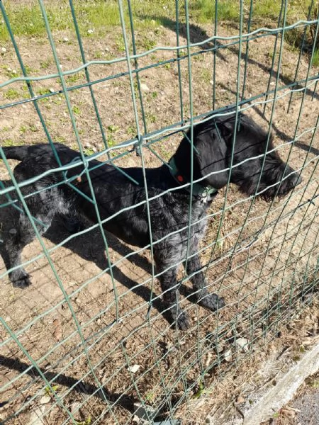 vendo cane da ferma tedesco a pelo duro  11 mesi