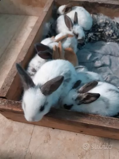 vendo sette meravigliosi coniglietti gigante pezzato inglese | Foto 2