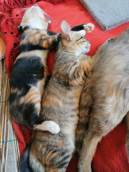 ciao a tutti ho 4 piccoli gattini di circa 78 settimane da regalare in buona mani  | Foto 5