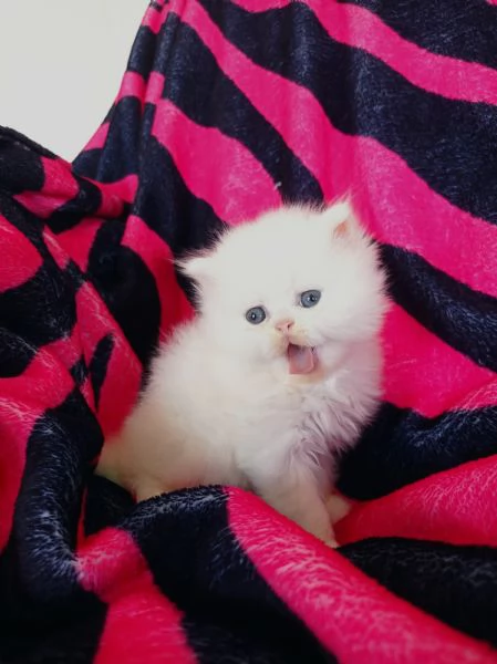 Cucciolo bianco persiano MASCHIO  | Foto 1