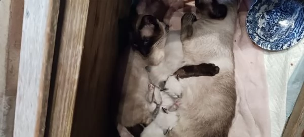 cuccioli di gatti thai 