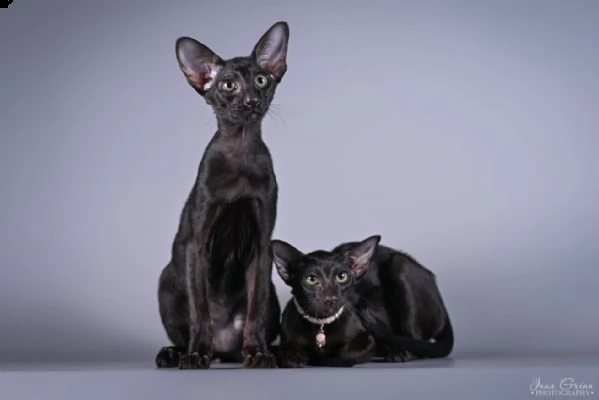 stunning pure black oriental pet wcf | Foto 4