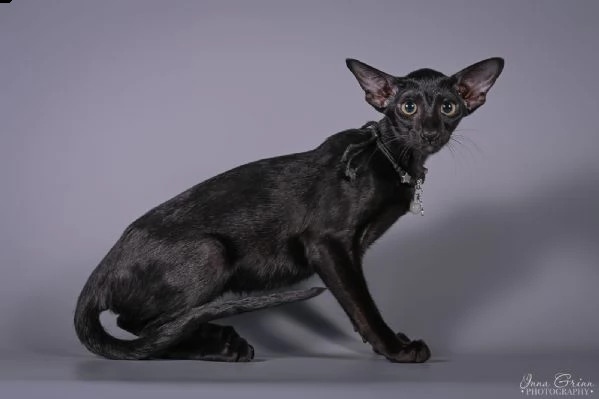 stunning pure black oriental pet wcf | Foto 0