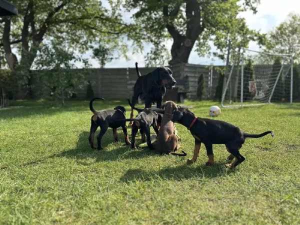 Cuccioli di razza Doberman con pedigree | Foto 0