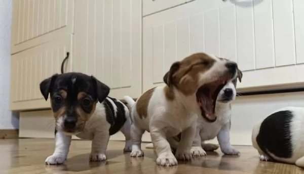 Bellissimi cuccioli di Jack Russell Terrier | Foto 3