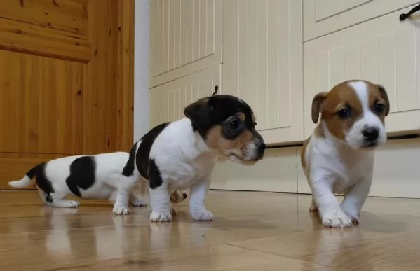 Bellissimi cuccioli di Jack Russell Terrier | Foto 2