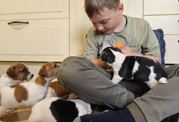 Bellissimi cuccioli di Jack Russell Terrier | Foto 1