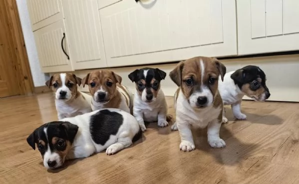 Bellissimi cuccioli di Jack Russell Terrier