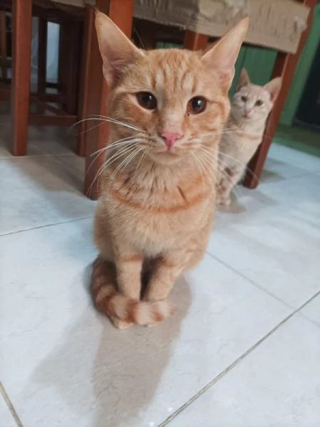 Gatti in adozione