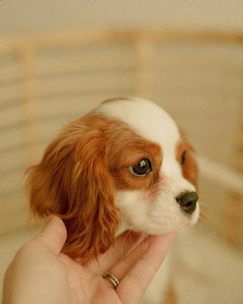 home breed cavalier king charles puppies ready for new families  | Foto 2
