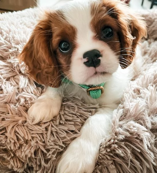 home breed cavalier king charles puppies ready for new families 