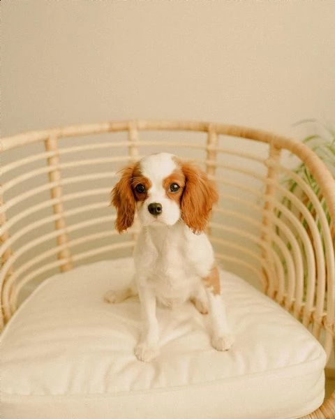 home breed cavalier king charles puppies ready for new families  | Foto 1