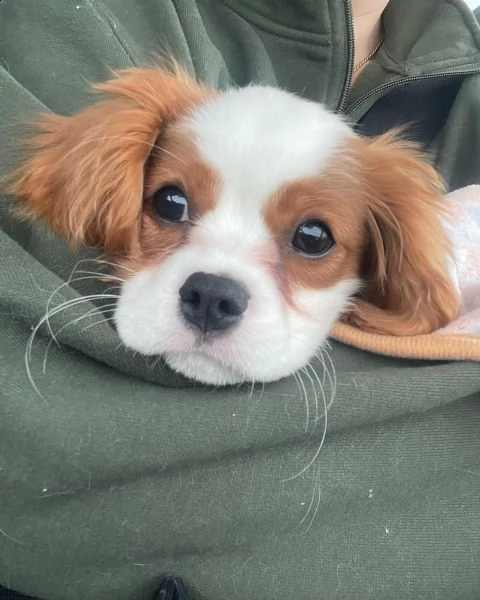 home breed cavalier king charles puppies ready for new families  | Foto 0