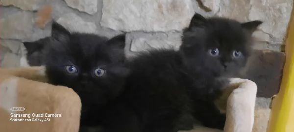 cuccioli di persiano disponibili 2 femmine nere1 tartaruga e 1 maschietto  | Foto 1