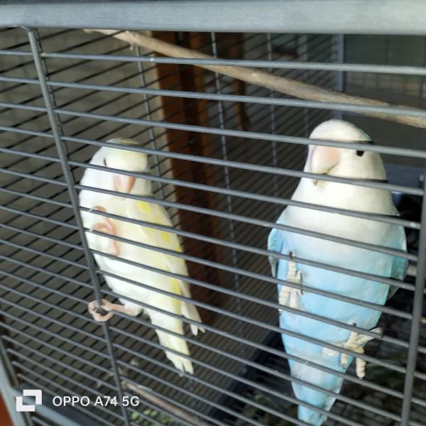 pappagalli inseparabili  | Foto 1