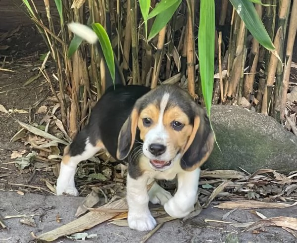 cuccioli di beagle cercano case amorevoli