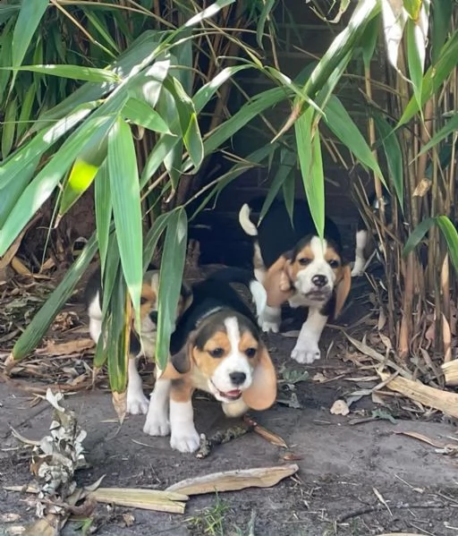 cuccioli di beagle cercano case amorevoli | Foto 3