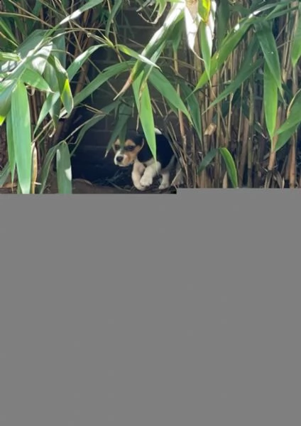 cuccioli di beagle cercano case amorevoli | Foto 2
