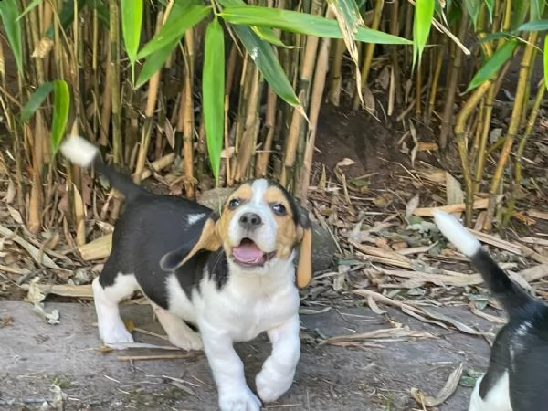 cuccioli di beagle cercano case amorevoli | Foto 1