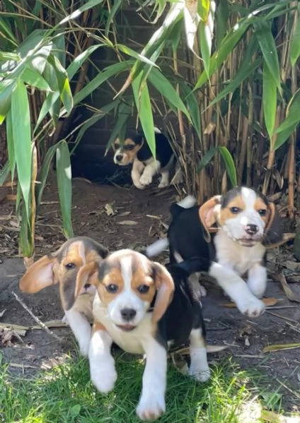 cuccioli di beagle cercano case amorevoli | Foto 0