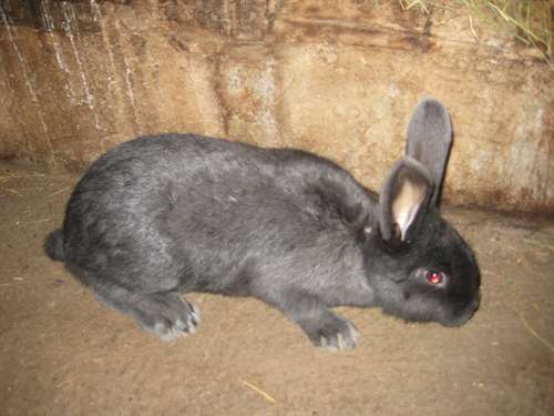 Come allevare conigli da carne