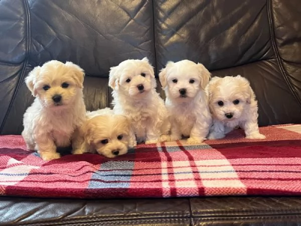 dolcissimi cuccioli maltesi di razza pura | Foto 2