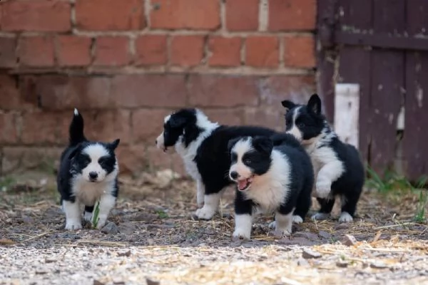cuccioli di border collie di altissima genealogia | Foto 1