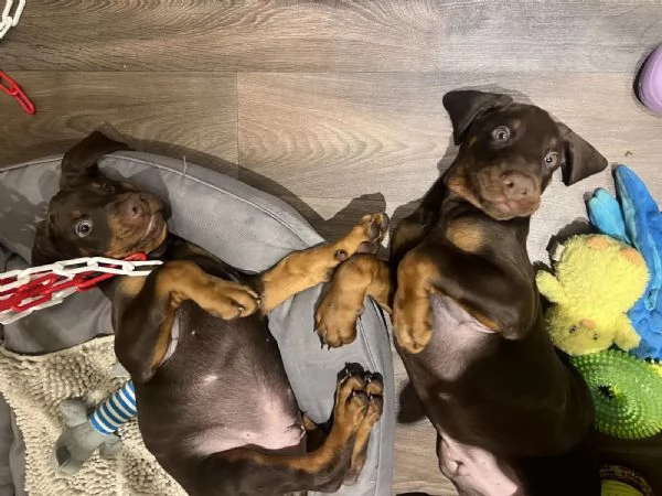 Bellissimi cuccioli di Dobermann pronti per la nuova casa | Foto 0
