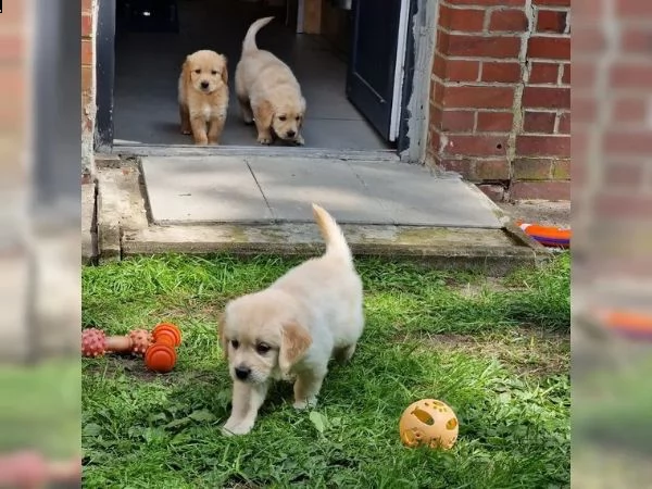 3 cuccioli di golden retriever con pedigree | Foto 2