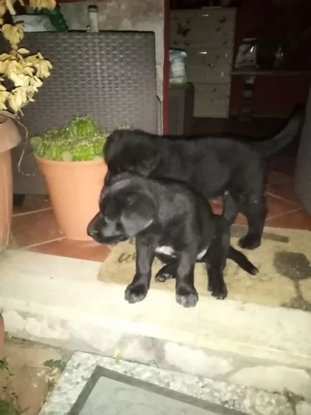 regalo cuccioli neri di simil labrador di 2 mesiun maschio  e una femmina 