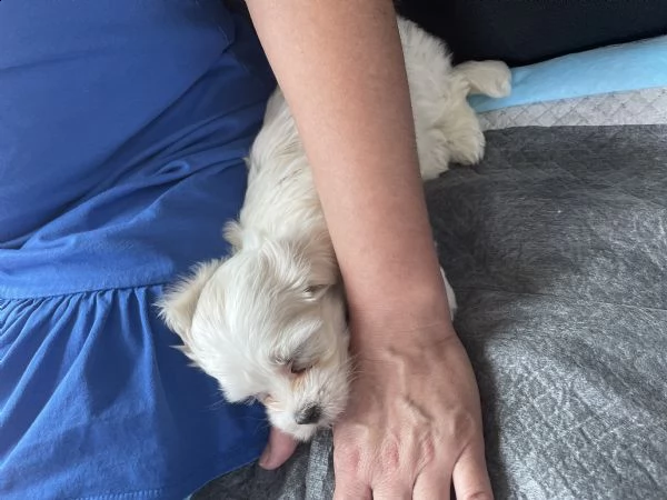 vendo cucciolo di maltese femmina 2 mesi | Foto 0